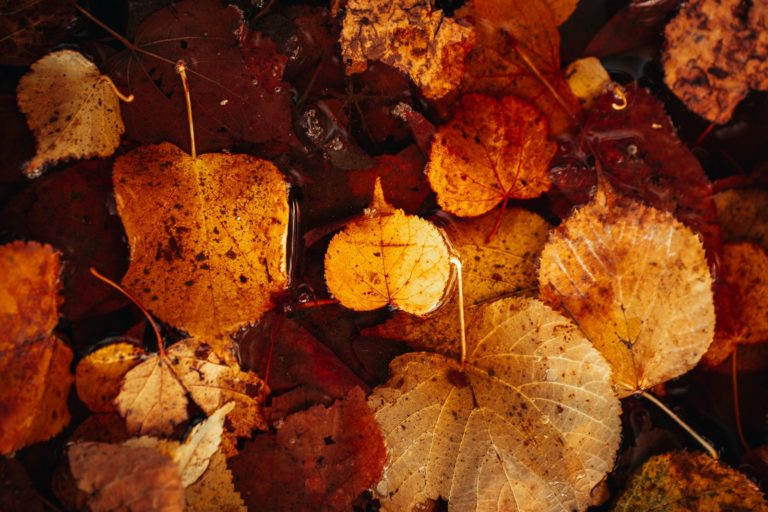 A bunch of leaves that are laying on the ground